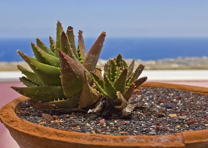 Nectarios - & Adults Only * Firá